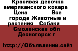 Красивая девочка американского кокера › Цена ­ 35 000 - Все города Животные и растения » Собаки   . Смоленская обл.,Десногорск г.